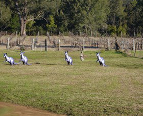 Wollombi Wines - Sydney Resort 5