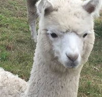 Storybook Alpacas - Accommodation Sydney
