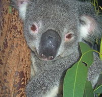 Hunter Valley Zoo - Accommodation Sydney