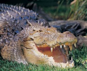 Featherdale Wildlife Park - Accommodation Sydney 1