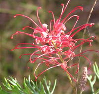 Wirrimbirra Sanctuary - Accommodation Sydney