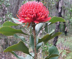 Olney State Forest - Watagan Mountains - Sydney 4u 1