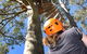 TreeTop Adventure Park Sydney - thumb 3
