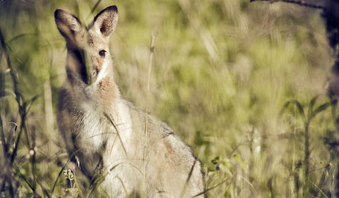 Richmond Range National Park - Accommodation Sydney 1