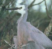 Jack Smith Lake State Game Reserve - Accommodation Sydney