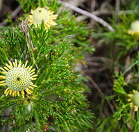 Illawarra lookout walking track - Sydney 4u