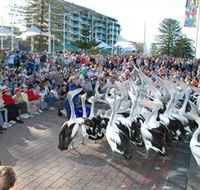 Pelican Feeding - Accommodation Sydney