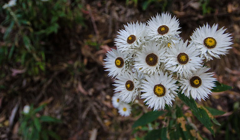 Banda Banda NSW Accommodation Sydney