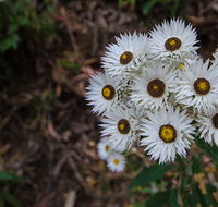 Hastings Forest Way touring route - Accommodation Sydney