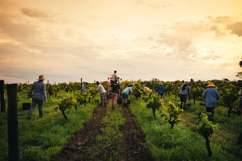 Tyrrells Vineyards - Sydney 4u 1