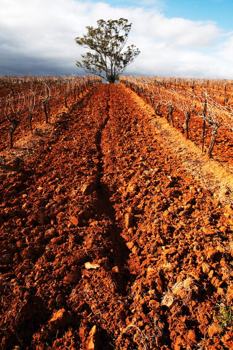 Tyrrells Vineyards - Sydney 4u 3