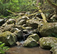 Booyong walking track - Sydney 4u