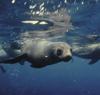 Wilsons Promontory Marine National Park - Accommodation Sydney