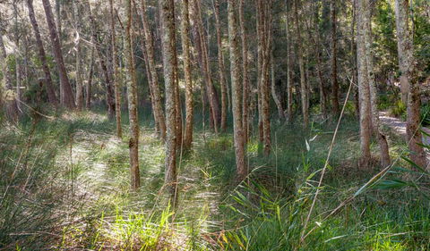 Anabranch Loop Track - Accommodation Sydney 0