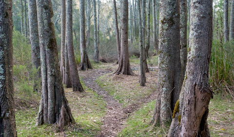 Anabranch Loop Track - Accommodation Sydney 1