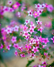 Kalbarri National Park - Sydney Resort 2