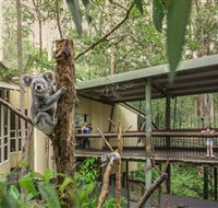 Daisy Hill Koala Centre - Accommodation Sydney