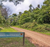 Antarctic Beech picnic area - Sydney 4u
