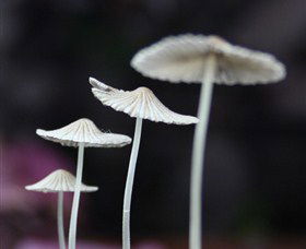 Platypus Gallery - Sydney 4u 7
