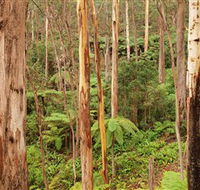 Cycle Mogo State Forest - Accommodation Sydney
