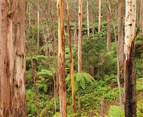 Cycle Mogo State Forest - Sydney 4u 1