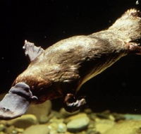 Platypus Pool - Sydney 4u