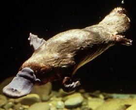 Platypus Pool - Sydney 4u 0