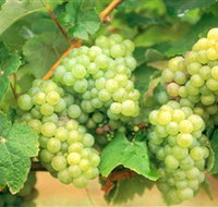 Red Tail Wines - Accommodation Sydney