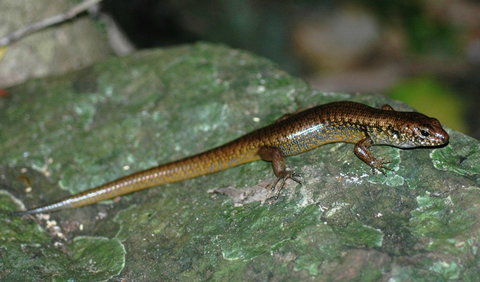 Boorganna Nature Reserve - Sydney Resort 1