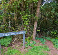Falcorostrum loop walking track - Sydney 4u