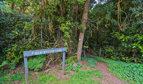 Falcorostrum Loop Walking Track - Accommodation Sydney 0