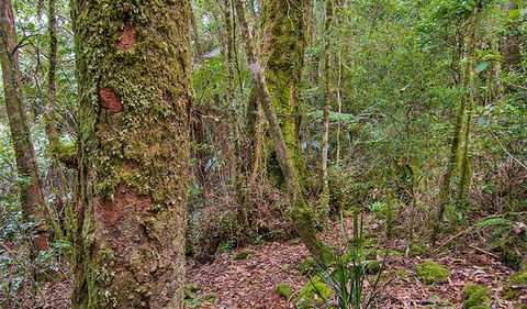 Falcorostrum Loop Walking Track - Accommodation Sydney 2