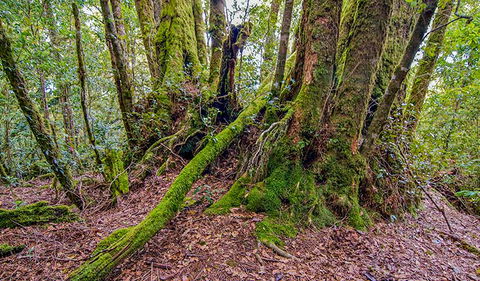 Falcorostrum Loop Walking Track - Accommodation Sydney 3