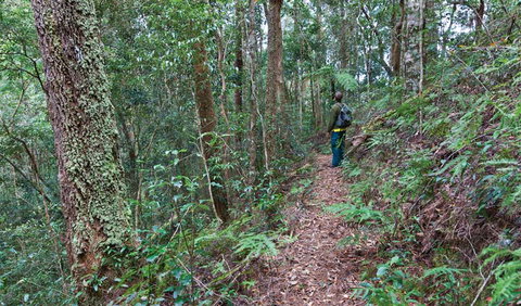 Blackbutt Walking Track - Sydney Resort 0