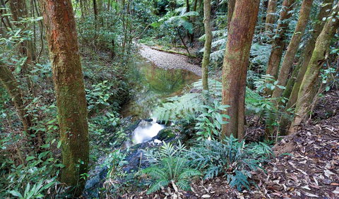 Blackbutt Walking Track - Sydney Resort 1