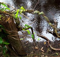 Mogo Bushwalk - Accommodation Sydney