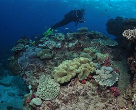Flinders Reef Dive Site - Sydney 4u 2