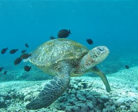 Flinders Reef Dive Site - Sydney 4u 0