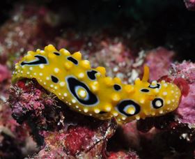Flinders Reef Dive Site - Sydney 4u 1