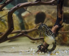 Irukandji Shark And Ray Encounters - Accommodation Sydney 2