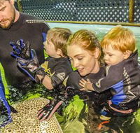 Irukandji Shark and Ray Encounters - Sydney 4u
