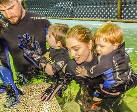 Irukandji Shark And Ray Encounters - Accommodation Sydney 0