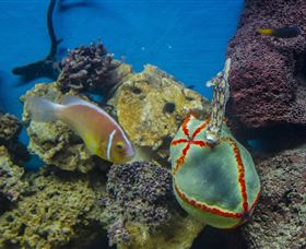 Irukandji Shark And Ray Encounters - Accommodation Sydney 6