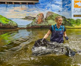 Irukandji Shark And Ray Encounters - Accommodation Sydney 7