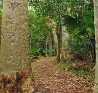 Depot Beach Rainforest walk - Accommodation Sydney