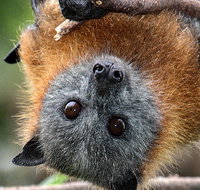 Wingham Brush Nature Reserve - Accommodation Sydney