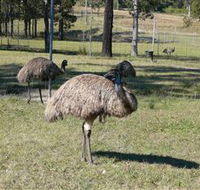 Glen Ian Ostrich and Emu Farm - Accommodation Sydney