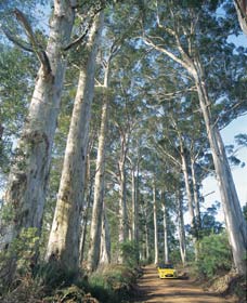 The Great Forest Trees Drive - Accommodation Sydney 0