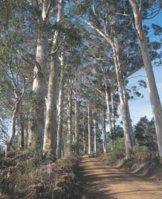 The Great Forest Trees Drive - Accommodation Sydney 1