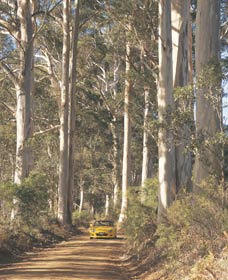 The Great Forest Trees Drive - Accommodation Sydney 2